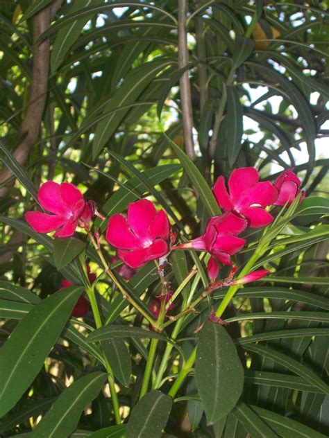 Oleander Seeds (Nerium oleander)