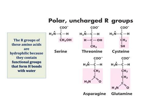 PPT - Introduction to Amino Acids of Medical Importance PowerPoint Presentation - ID:1428667