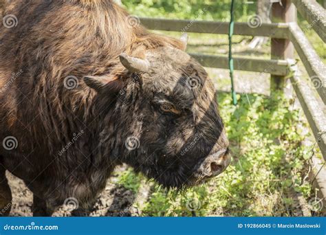 Zubron - Hybrid of Domestic Cattle and European Bison Stock Image ...