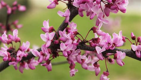 Texas Redbud Tree: How to Grow and Care - PlantNative.org