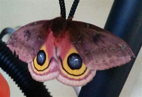 Female Io Moth - What's That Bug?