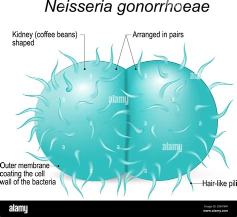 Neisseria Gonorrhoeae Bacteria Structure