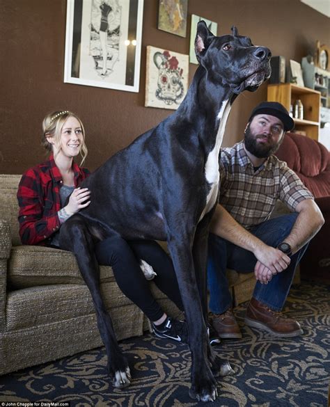 VICKKY MARTINS BLOG: Rocko', the 167-pound Great Dane who stands 7 feet tall on his hind legs ...