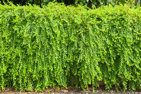 Phyllanthus myrtifolius arkivfoto. Bild av fjäder, löv - 99139672