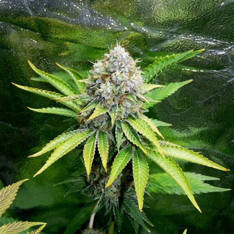 Get OG Kush Feminized Cannabis Seeds - Royal Queen Seeds