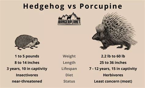 Hedgehog vs Porcupine: Size, Habitat, Location, and More