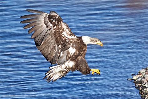 Images of Juvenile and Immature Bald Eagles