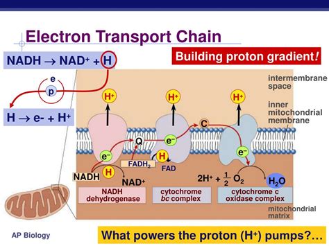 PPT - Cellular Respiration Stage 4: Electron Transport Chain PowerPoint Presentation - ID:5949336