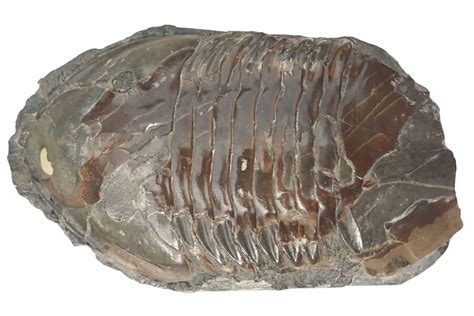 "trilobites fossils" - Rock Chasing