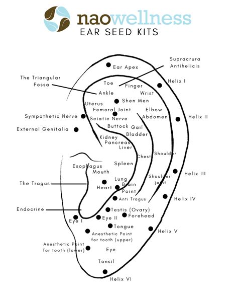 Ear Seeds: Your Secret Weight Loss Tool