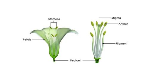 What is Stamen? Overview, Types, and Functions