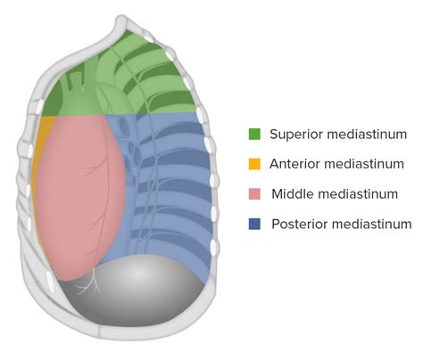 Anterior Mediastinum Contents