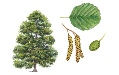 A simple guide to identifying British trees - Country Life