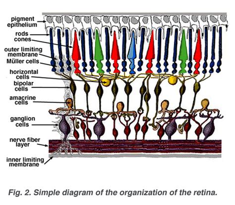 Simple Anatomy of the Retina by Helga Kolb – Webvision