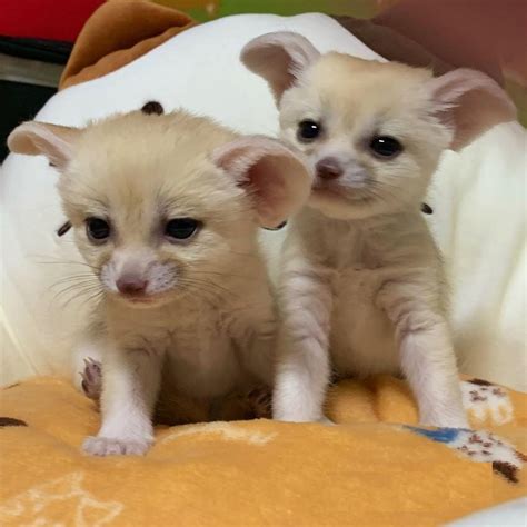 Fennec Fox For Sale in Missouri (14) | Petzlover