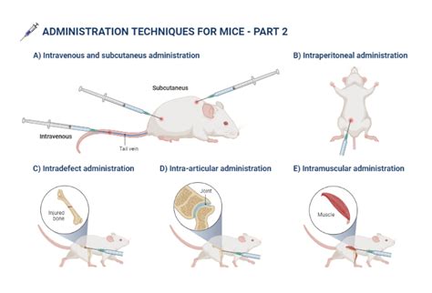 Intraperitoneal Injection In Mice