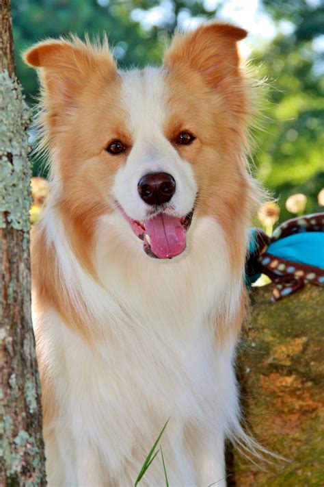 Bodhi - Border Collie | Dog breeds, Dogs, Border collie