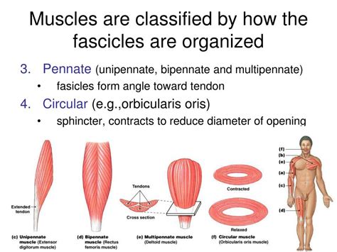 PPT - Introduction to the Muscular System PowerPoint Presentation, free download - ID:1867516