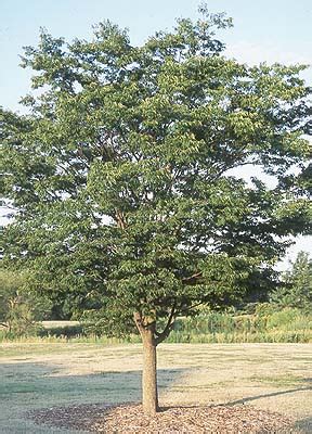 Zelkova Tree Pictures, Images, Facts on Zelkova Serrata Species