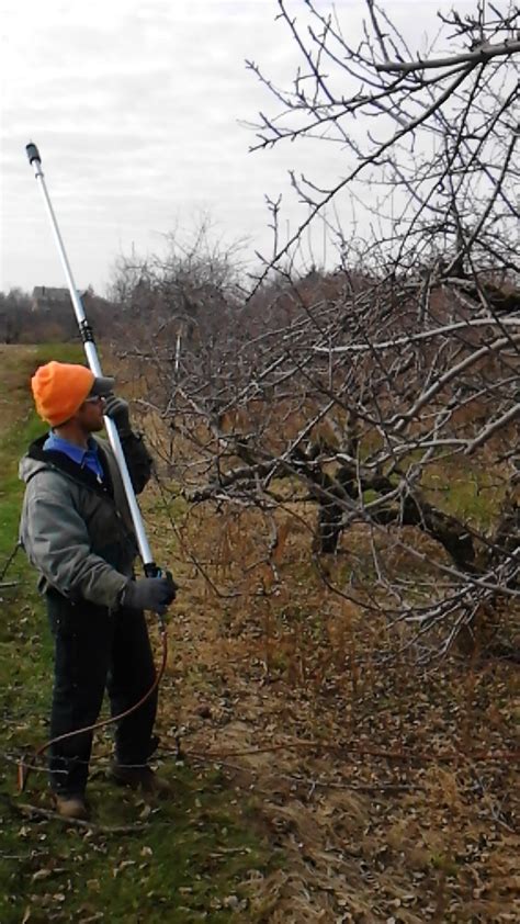 Pruning our Apple Orchard - Doll's Orchards, LLCDoll's Orchards, LLC