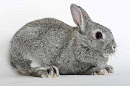 Netherland Dwarf Rabbits | USA Rabbit Breeders