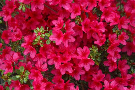 No Home Is Complete Without Evergreen Shrubs for Year-Round Beauty | Azaleas landscaping ...