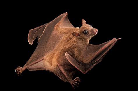 In honor of Bat Appreciation Day, see up-close photos of these majestic flying mammals ...