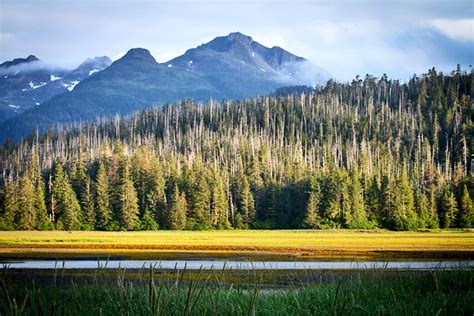 Alaskan forests show resilience in face of climate change - Futurity