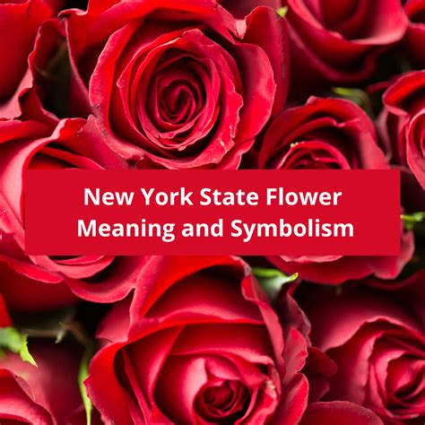 New York State Flower: Rose, Meaning and Symbolism