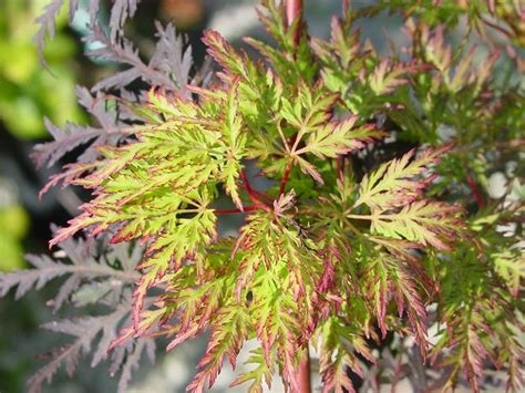 Acer palmatum dissectum 'Emerald Lace' Cutleaf Japanese Maple - Kigi ...