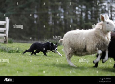 Sheep dog working Stock Photo - Alamy