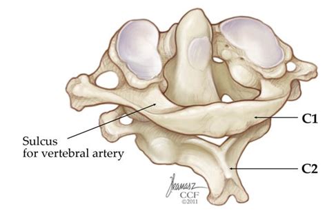 Atlanto Occipital Joint Extension, Vertebral Column Medatrio : Osteokinematic movements at that ...