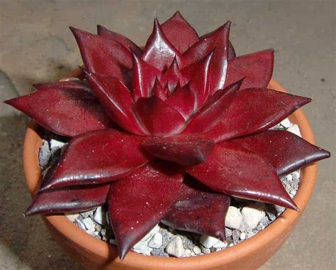 9 Ravishing Red Succulents - Sublime Succulents