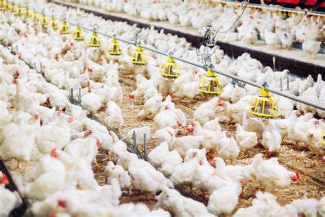 The Horrible Reality of Farming Broiler Chickens | Vegan FTA