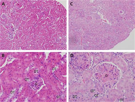 Nephron Histology