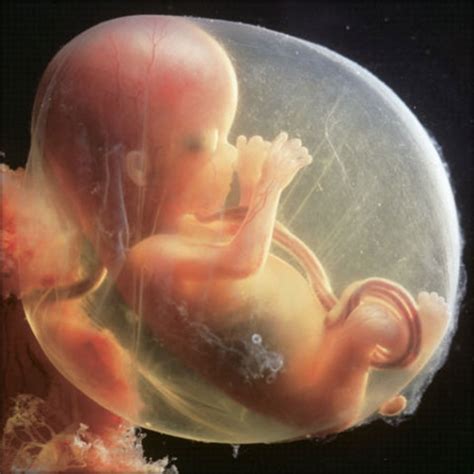 Fetal Development timeline | Timetoast timelines