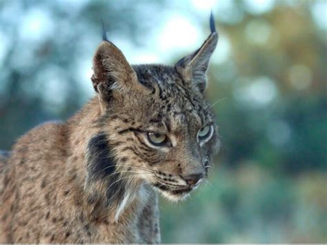 Behavior of the Iberian lynx