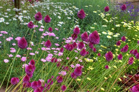 Flowers in an English garden — Stock Photo © Debu55y #6267769