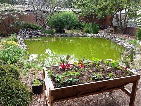 Quickly Fix Green Koi Pond: Expert Tips for Clear Water - Fish Vet