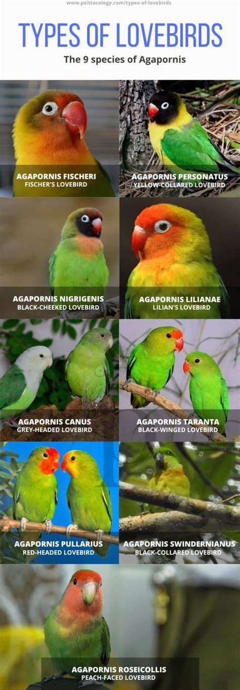 Different Lovebird Species: A Guide to the Parrot Family – Nature Blog Network