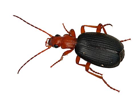 The Bombardier Beetle—A Bombshell for Evolutionists - Apologetics Press