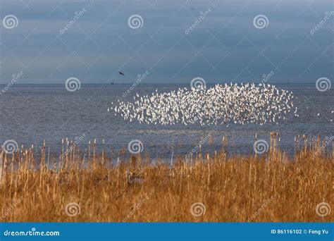 Flock of Dunlin stock photo. Image of school, america - 86116102