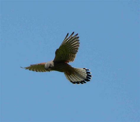 [Zoologie] Quel est ce rapace