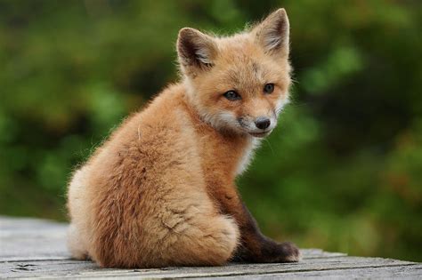 Baby red fox Photograph by Curtis Patterson - Fine Art America