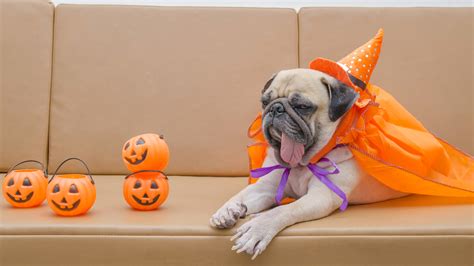 Picture Pug dog Hat Tongue Pumpkin Halloween animal 2560x1440