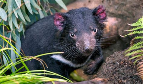 Gallery: Australia's keystone endangered species - Australian Geographic