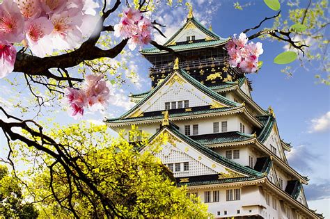 HD wallpaper: Japan, architecture, cherry blossom, Osaka Castle, tree, plant | Wallpaper Flare