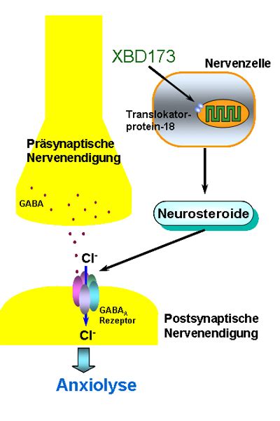 New mechanisms of action found for drugs used to treat anxiety disorders