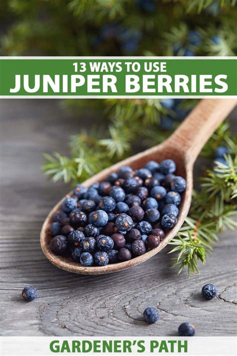 13 Juniper Berry Uses in the Kitchen and Beyond | Gardener's Path