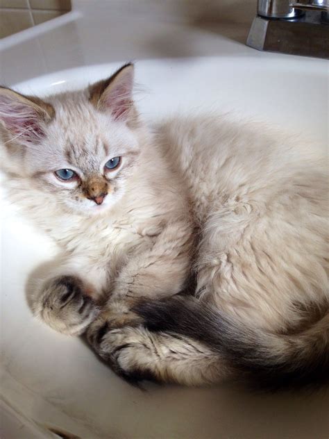 Hazel, Siamese mix rescue kitten. | Kitten rescue, Siamese cats, Cat people